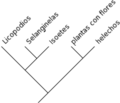 Cladogram-example2-es