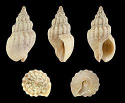 Cominella quoyana 01.JPG