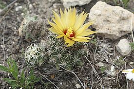 Coryphantha sulcata 1.jpg