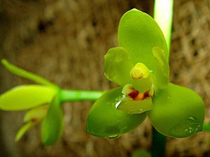 Archivo:Cymbidium madidum Orchi 21