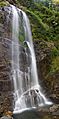 Dorrigo National Park Cedar Falls