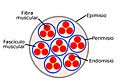 Endoperiepimisio