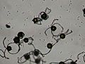 Equisetum arvense spore dry