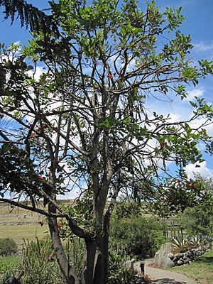 Archivo:Erythrina edulis