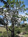 Erythrina edulis