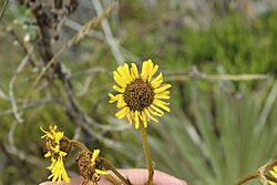 Espeletia boyacensis.jpg