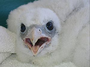 Archivo:Falco rusticolus chick