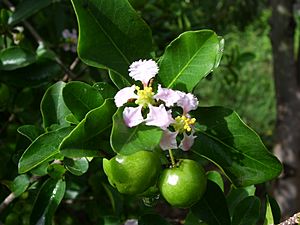 Archivo:Flower of acerola