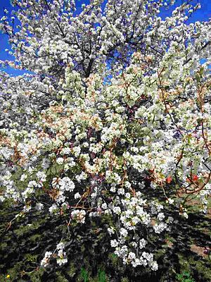 Archivo:Flowering bird cherry. Buryatia, Russia