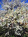 Flowering bird cherry. Buryatia, Russia