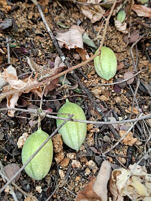 Archivo:Fruits of Passiflora bryonioides