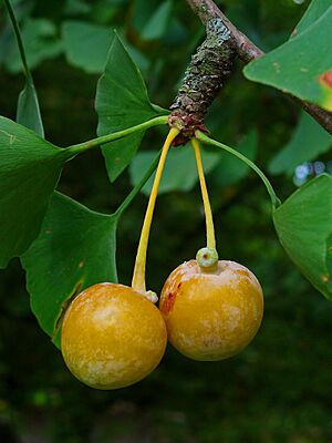 Archivo:Ginkgo biloba 007