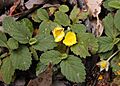 Hibbertia grossulariifolia marg rvr email