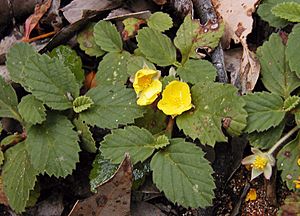 Archivo:Hibbertia grossulariifolia marg rvr email