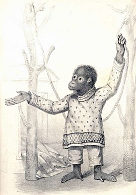 Archivo:Jenny, the first orangutan at London Zoo