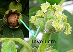 Juglans regia fruit (walnut) and female flowers spanish label involucro