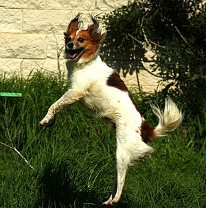 Archivo:Jumping dog