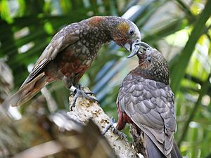 Archivo:Kaka-Parrots