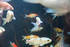 Archivo:KoiAcuario