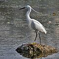 Little Egret (Egretta garzetta)- Breeding plumage- in Hyderabad, AP W IMG 7665