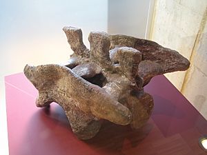 Archivo:Lufengosaurus huenei pelvis 2