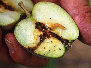Archivo:Madige-Apfel-Frucht