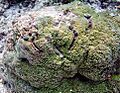 Montipora capitata, Samoa Americana 3