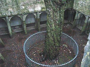 Archivo:MuckrossAbbeyCourtyard
