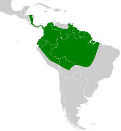 Distribución geográfica del hormiguerito flanquialbo.