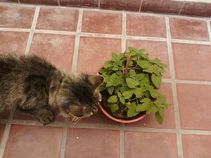 Archivo:Nepeta cataria y gato