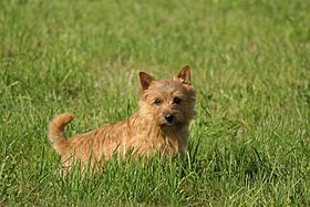 Archivo:Norwich Terrier1