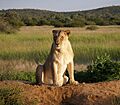 Okonjima Lioness