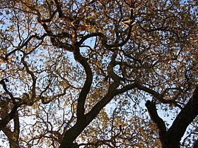 Old oak tree, Thousand Oaks CA.jpg