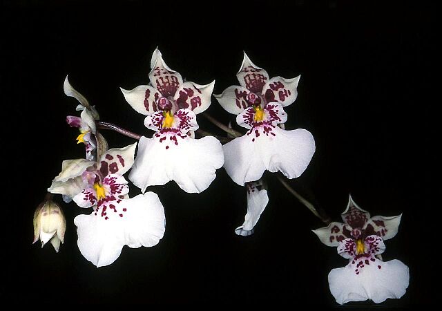 Oncidium phalaenopsis Orchi 01