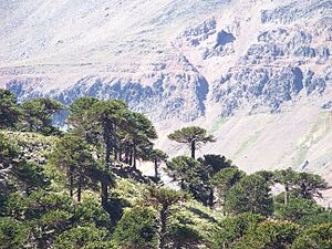 Archivo:Paisaje en Cochico Grande, montañas y araucarias100 0305