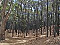 Pehuen co bosque