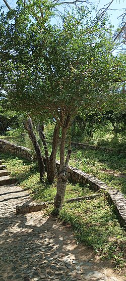 Pereskia guamacho - Cerro santa Ana.jpg