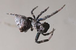 Philoponella congregabilis 120747420.jpg