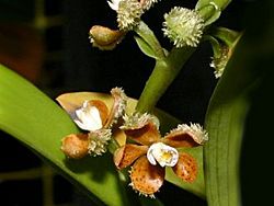 Prosthechea guttata.jpg