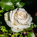 Rosa 'Ambiente', Bad Wörishofen, Alemania, 2019-06-20, DD 25
