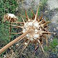 S. marianum seco-2