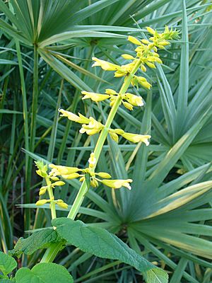 Archivo:Salvia madrensis ( Scott Zona) 001