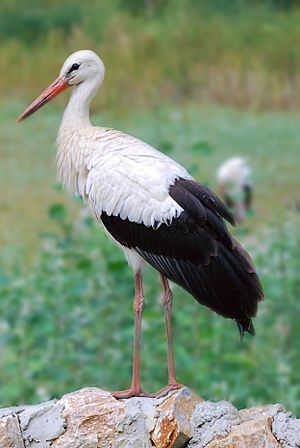 Archivo:Stork (Palic, Serbia)