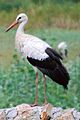 Stork (Palic, Serbia)