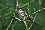 Archivo:Streaked Flycatcher - Intervales - Brazil S4E9539 (16732072759)