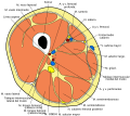 Thigh cross section es