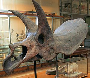 Archivo:Triceratops horridus skull in the Gallery of Paleontology - Paris