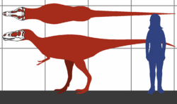 Archivo:Tyrannosaurid CMNH 7541 possible size