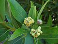 Umbellularia californica 01