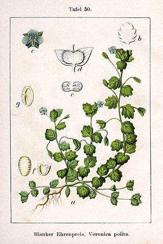 Veronica polita Sturm50.jpg